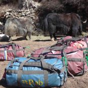 29A._Bags_and_yaks_Dingboche.jpg